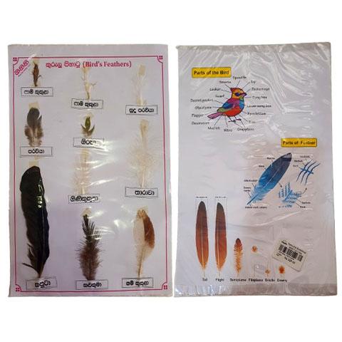 Bird's Feathers - Natural