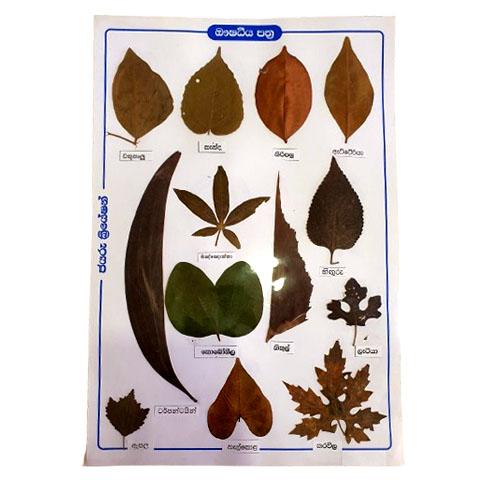 Medicinal dry leaves - 12