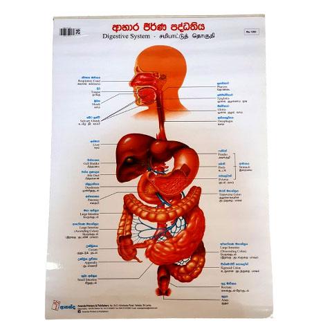 Chart 8 - Digestive System