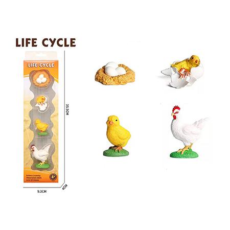 LIFE CYCLE HEN