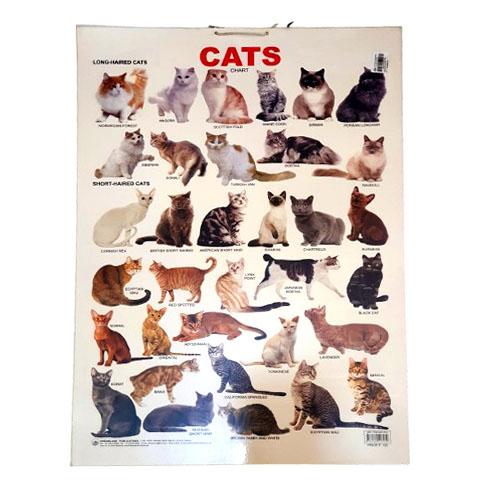Chart 12 - CATS