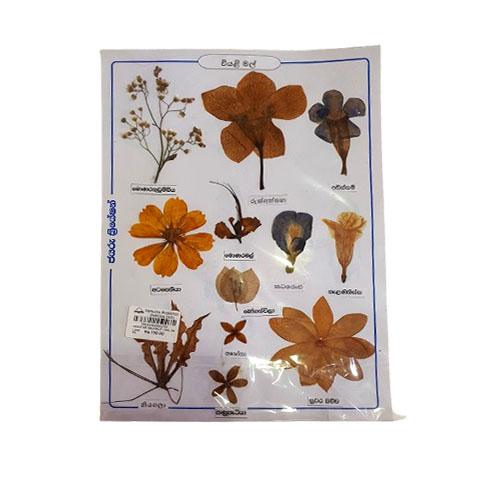 Dry flowers